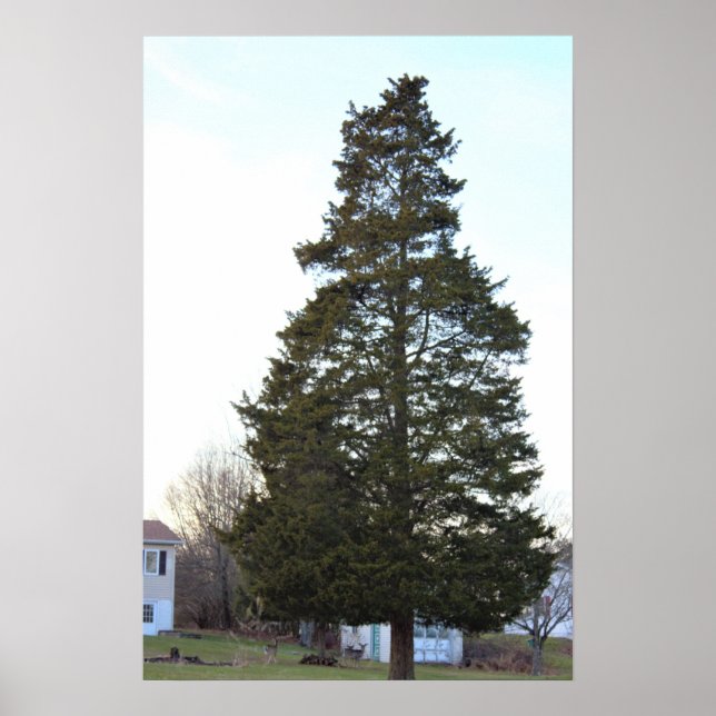 Evergreen Tree Foto Poster (Vorne)
