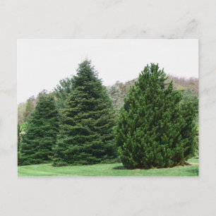 Evergreens Postkarte