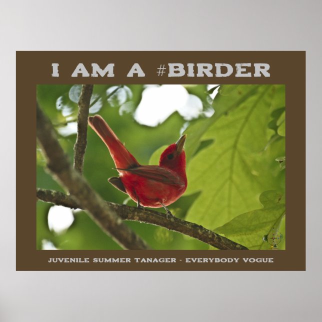 Everybody Juvenile Summer Tanager Poster (Vorne)