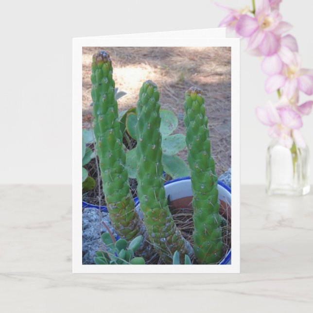 Eves Button Cactus Pflanze Karte (Orchidee)