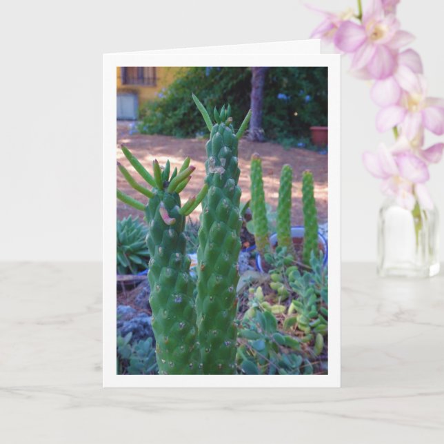 Eves Button Cactus Pflanze Karte (Orchidee)