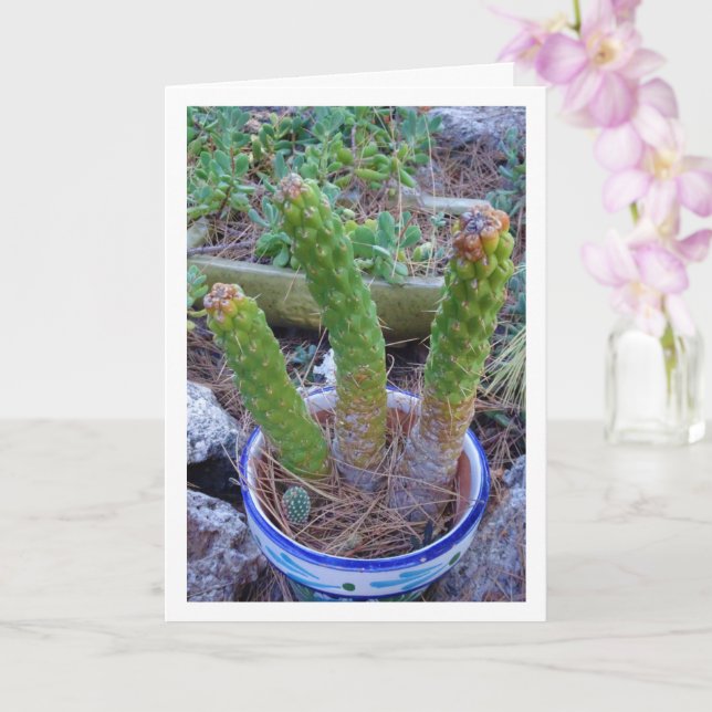 Eves Button Cactus Pflanze Karte (Orchidee)