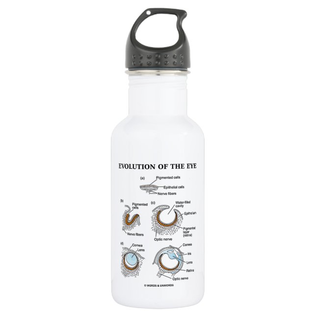 Evolution des Auges Trinkflasche (Vorderseite)