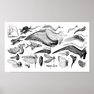 Evolution des Fluges Poster