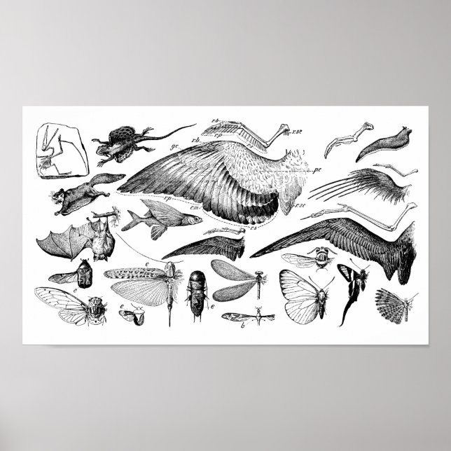 Evolution des Fluges Poster (Vorne)