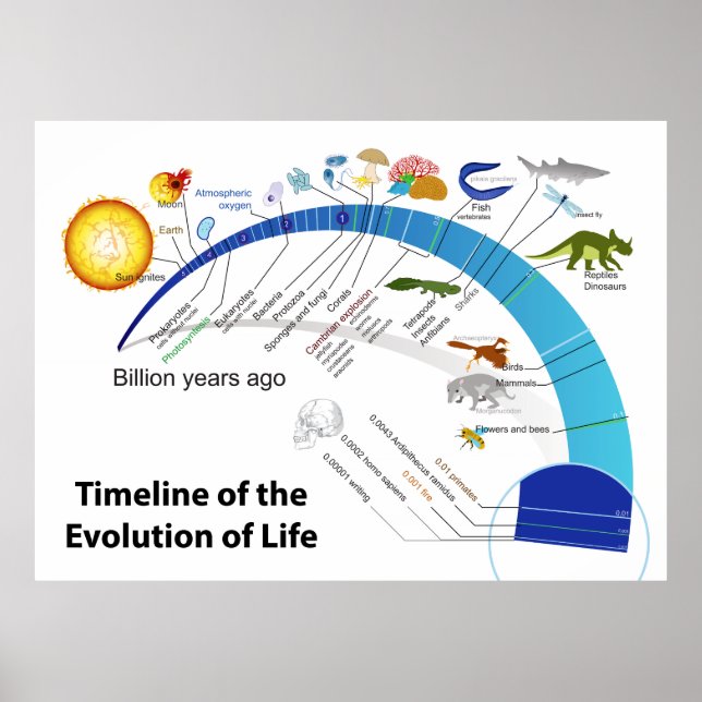 Evolution des Lebens auf der Erde Zeitdiagramm Poster (Vorne)