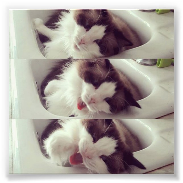 Evolution eines Katzenjads Fotodruck (Vorne)