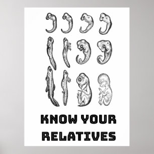 Evolution Embryogenese Poster