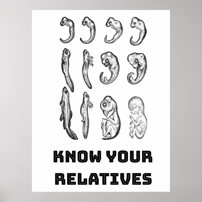 Evolution Embryogenese Poster (Vorne)
