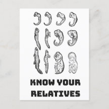 Evolution Embryogenese