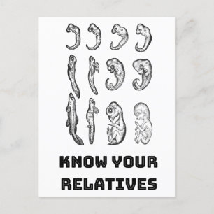 Evolution Embryogenese Postkarte