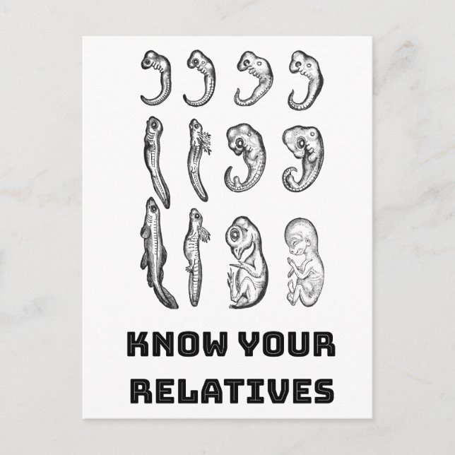 Evolution Embryogenese Postkarte (Vorderseite)