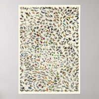 Evolution - Lebensbaum-Poster