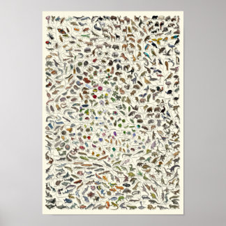 Evolution - Lebensbaum-Poster Poster