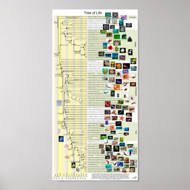 Evolution Tree Poster (Vorne)