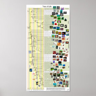 Evolution Tree Poster