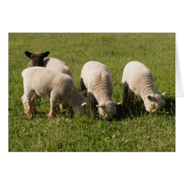 Ewe-niquely Me! (Vorderseite (Horizontal))