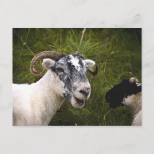 Ewe Postcard Postkarte