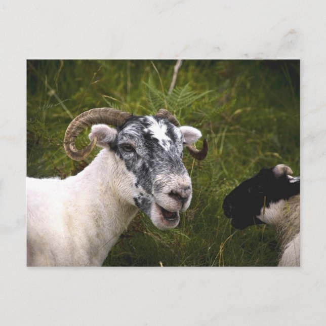 Ewe Postcard Postkarte (Vorderseite)