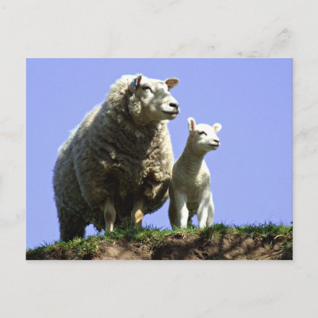 Ewe und Lamm Postcard Postkarte (Vorderseite)