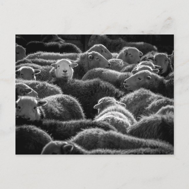Ewes in Schwarz und Weiß Postkarte (Vorderseite)