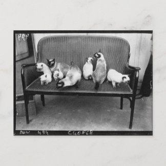 Exhibition Cat Club - Mondial 494 Postkarte
