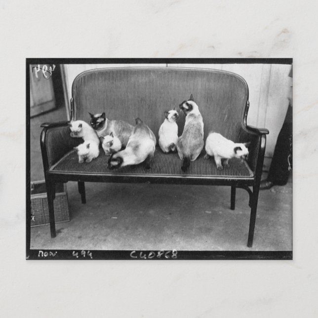 Exhibition Cat Club - Mondial 494 Postkarte (Vorderseite)