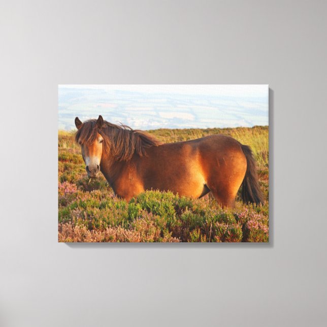 Exmoon Pony, Pferd, Somerset, England Leinwanddruck (Vorderseite)