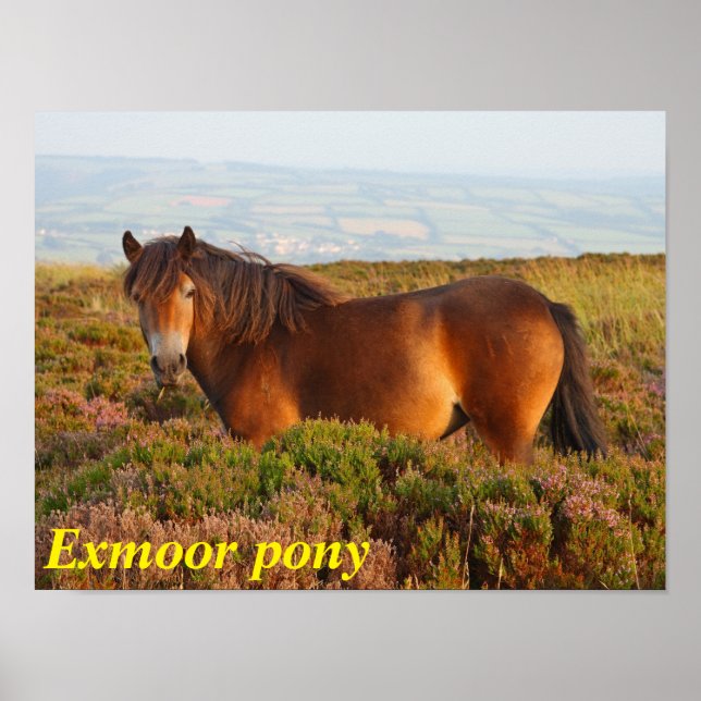 Exmoon Pony, Pferd, Somerset, England Poster (Vorne)
