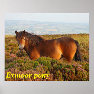 Exmoon Pony, Pferd, Somerset, England Poster