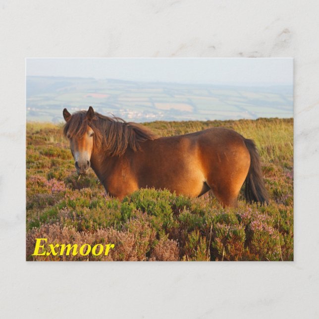 Exmoon Pony, Pferd, Somerset, England Postkarte (Vorderseite)