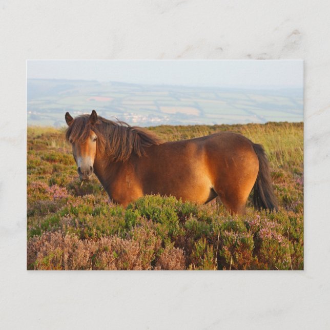 Exmoon Pony, Pferd, Somerset, England Postkarte (Vorderseite)