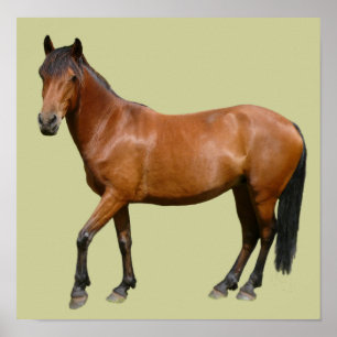 Exmoor Horse Poster