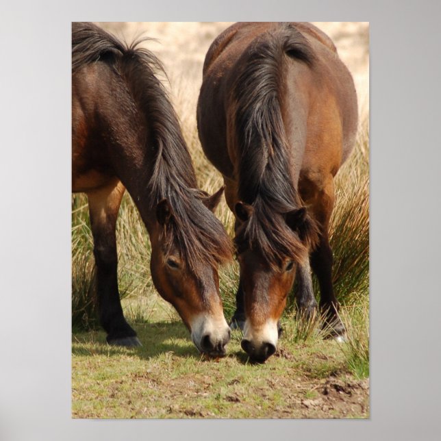 Exmoor Ponies Poster (Vorne)