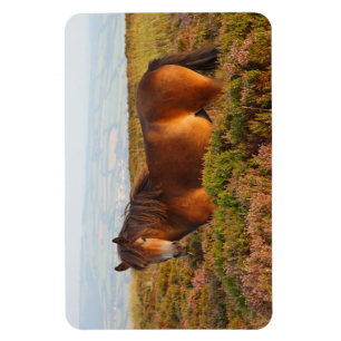 Exmoor-Pony, Pferd, Somerset, England Magnet