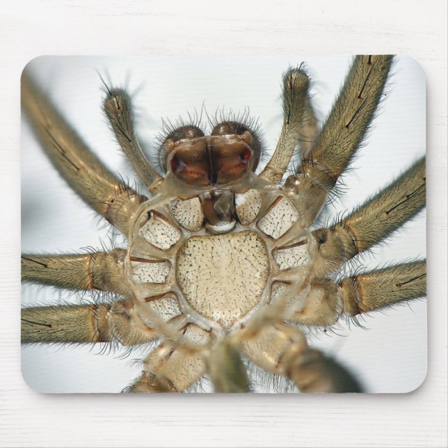 Exoskeletonspinne Mousepad (Vorne)