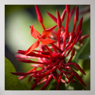 Exotic Bali Blume Poster