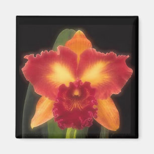 Exotic Beauty Magnet