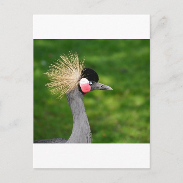 Exotic Bird Postkarte (Vorderseite)