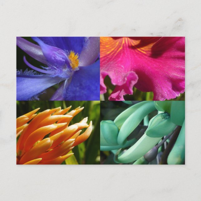 Exotic Blooms Postcard Postkarte (Vorderseite)