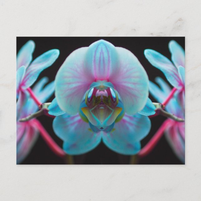 Exotic Blue Orchid Reflection Postkarte (Vorderseite)