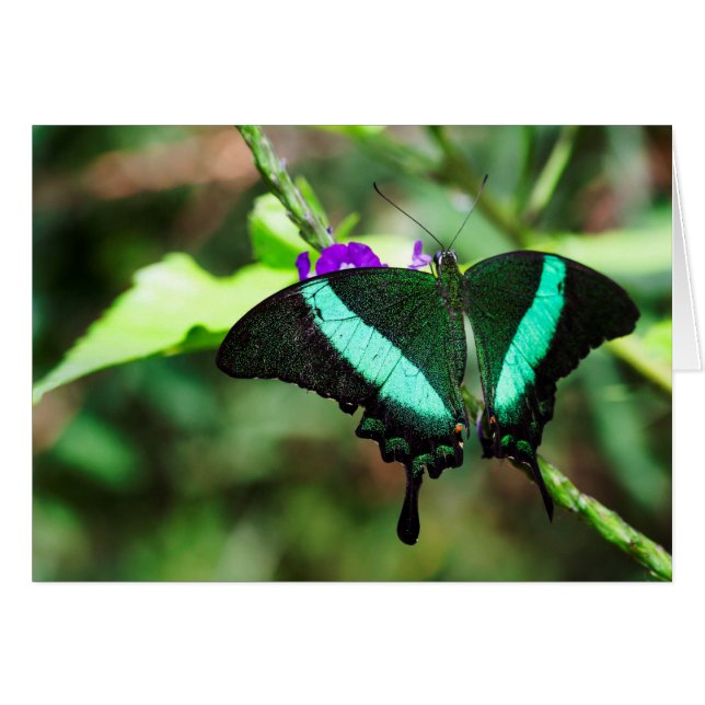 Exotic Emerald Frack (Vorderseite (Horizontal))