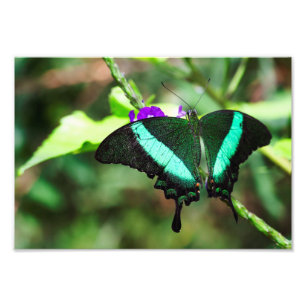 Exotic Emerald Frack Fotodruck