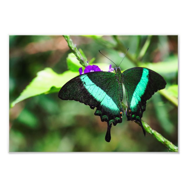 Exotic Emerald Frack Fotodruck (Vorne)