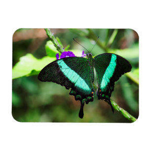 Exotic Emerald Frack Magnet
