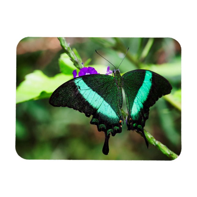 Exotic Emerald Frack Magnet (Horizontal)