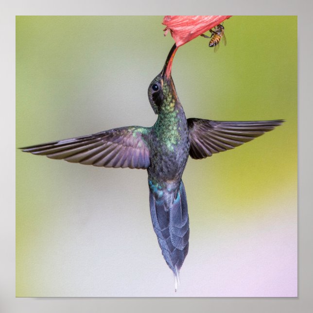 Exotic Hummingbird Fütternd mit Wings Open & Bee Poster (Vorne)