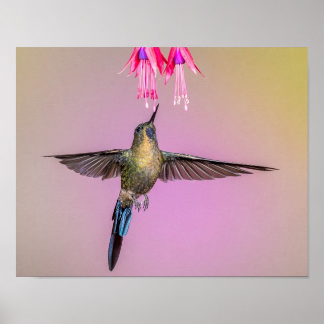 Exotic Hummingbird mit langem Schwanz Poster (Vorne)