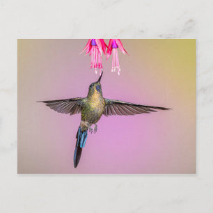 Exotic Hummingbird mit langem Schwanz Postkarte