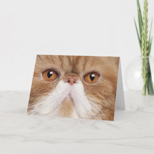 Exotic Kurzhaar Karte